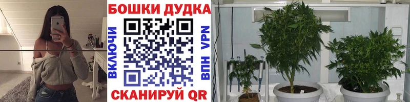 Бошки Шишки семена  Отрадное 